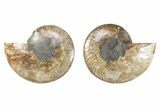 Cut & Polished, Crystal-Filled Ammonite Fossil - Madagascar #282592-1